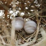 鳩の卵と孵化日数
