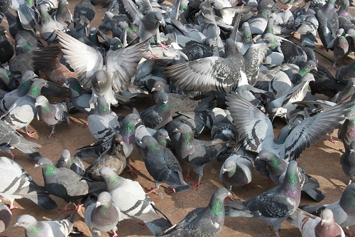 鳩を飼育や餌付けすることの法律上の2つの問題点