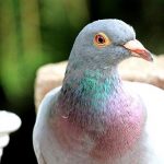 鳩の色と種類について
