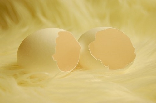 鳩 卵 孵化 期間