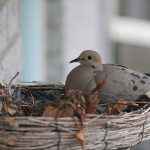 鳩の飼育方法と卵の孵化の仕方
