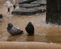 鳩 水浴び 冬
