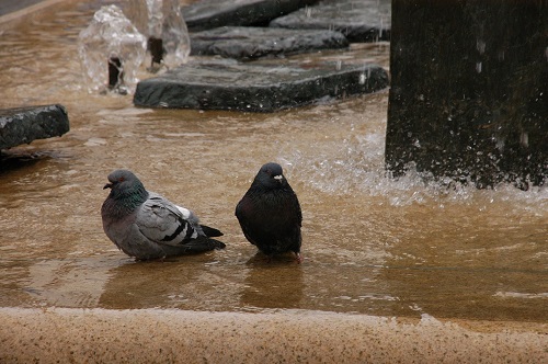 鳩はなぜ冬に水浴びするのか？