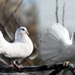 普通の鳩とは少し違う？白い鳩の持つ意味とは？