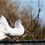 鳩の雛の飼育と温度について