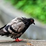 鳩の糞に繁殖する菌による肺や脳への感染