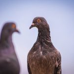 鳩の生態から見る、鳩の夫婦の生活