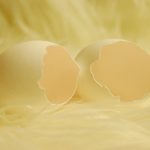 鳩の卵と孵化までの期間